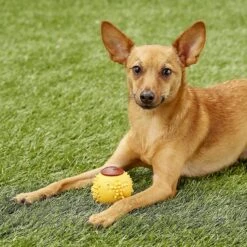 Starmark RubberTuff Treat Ball Tough Dog Chew Toy -Pet Dog Toys 100922 PT2. AC SS1800 V1589320557