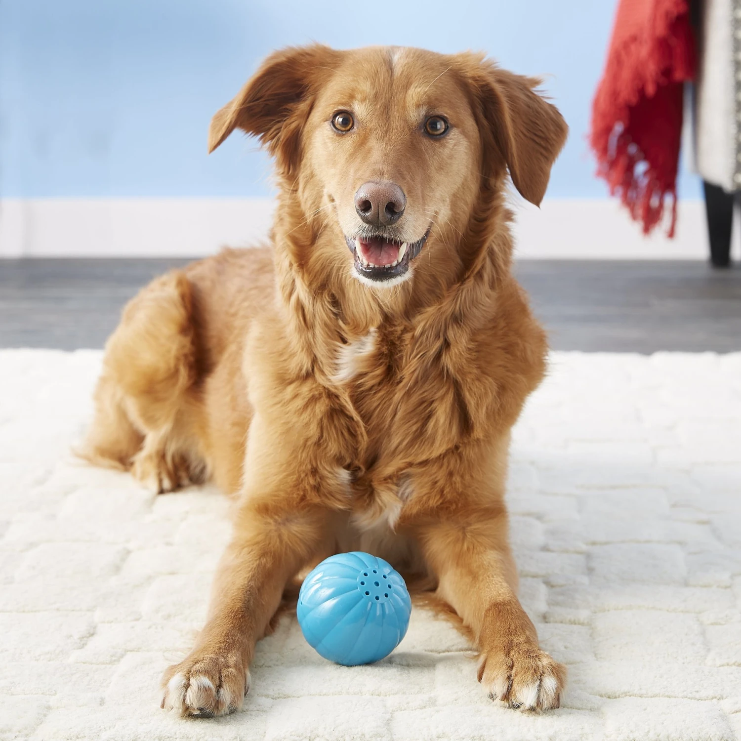 Pet Qwerks Talking Babble Ball Dog Toy 5 Pet Qwerks Talking Babble Ball Dog Toy - Image 3