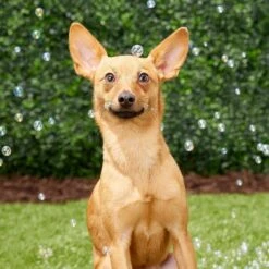 Pet Qwerks Incredibubbles For Dogs 12 Pet Qwerks Incredibubbles For Dogs -Pet Dog Toys 102318 PT2. AC SS1800 V1589901504