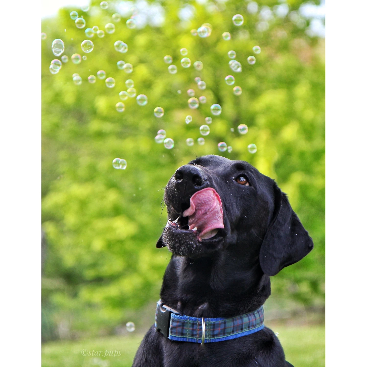 Pet Qwerks Incredibubbles For Dogs 7 Pet Qwerks Incredibubbles For Dogs - Image 5