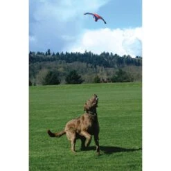 Chuckit! Flying Squirrel Dog Toy, Color Varies & Chuckit! Paraflight Dog Toy -Pet Dog Toys 1030630 PT3. AC SS1800 V1702598535