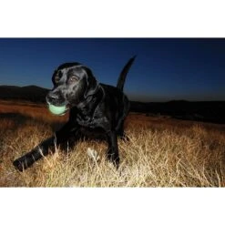 Chuckit! Ultra Rubber Ball Tough Dog Toy & Chuckit! Max Glow Ball Dog Toy -Pet Dog Toys 1030726 PT8. AC SS1800 V1702598476