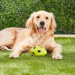 Nerf Dog Crunchable Football Dog Toy -Pet Dog Toys 106662 PT3. AC SS1800 V1531554433