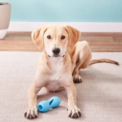 West Paw Qwizl Tough Treat Dispensing Dog Chew Toy -Pet Dog Toys 113983 PT2. AC SS1800 V1531555322