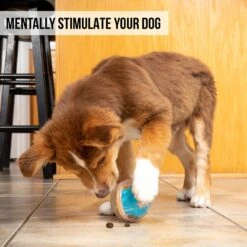 Pet Zone IQ Treat Dispenser Ball Dog Toy -Pet Dog Toys 115632 Pt5. AC SS1800 V1583771892