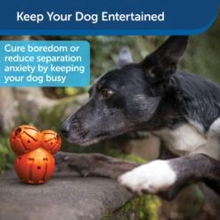 PetSafe Busy Buddy Barnacle Treat Dispenser Dog Toy 14 PetSafe Busy Buddy Barnacle Treat Dispenser Dog Toy -Pet Dog Toys 121351 PT3. AC SS1800 V1599830771