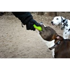 Gnawsome Squeaker Ball Dog Toy, Color Varies -Pet Dog Toys 129744 PT5. AC SS1800 V1534452848