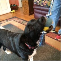 Pet Fit For Life Plush Wand Squeaky Dog Toy -Pet Dog Toys 140063 PT3. AC SS1800 V1589320913