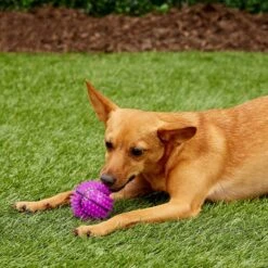 Gnawsome Squeak & Light LED Basketball Dog Toy, Color Varies 16 Gnawsome Squeak & Light LED Basketball Dog Toy, Color Varies -Pet Dog Toys 142298 PT6. AC SS1800 V1545251674