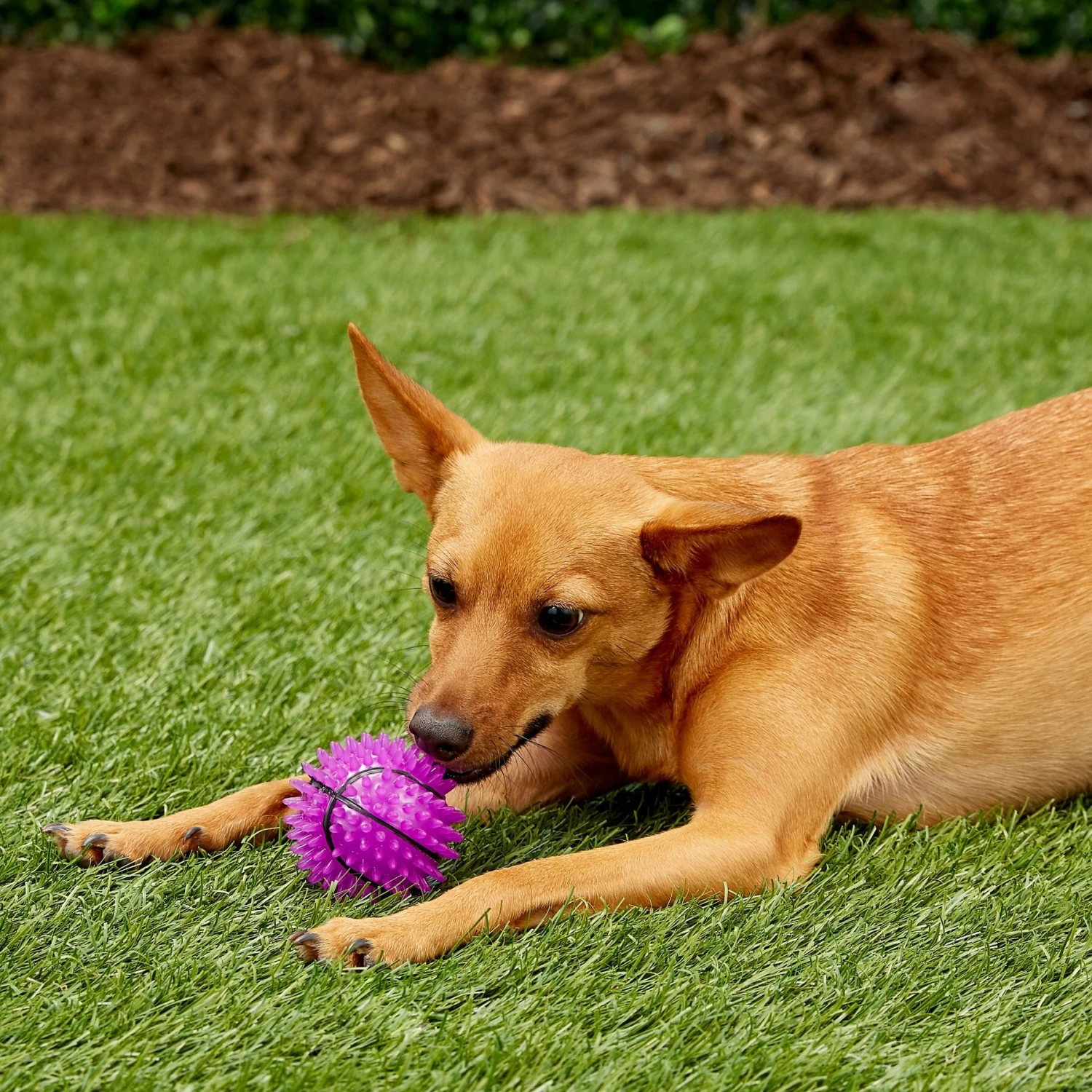 Gnawsome Squeak & Light LED Basketball Dog Toy, Color Varies 9 Gnawsome Squeak & Light LED Basketball Dog Toy, Color Varies - Image 7