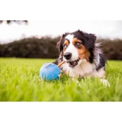 Planet Dog Orbee-Tuff Guru Treat Dispensing Dog Chew Toy -Pet Dog Toys 143948 PT6. AC SS1800 V1646776329