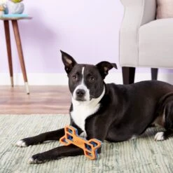 Nerf Dog EXO Treat Dispensing Bone Dog Toy 16 Nerf Dog EXO Treat Dispensing Bone Dog Toy -Pet Dog Toys 148525 PT6. AC SS1800 V1531938429