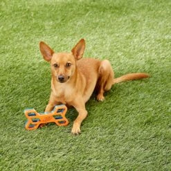 Nerf Dog EXO Treat Dispensing Bone Dog Toy 17 Nerf Dog EXO Treat Dispensing Bone Dog Toy -Pet Dog Toys 148525 PT7. AC SS1800 V1545252620