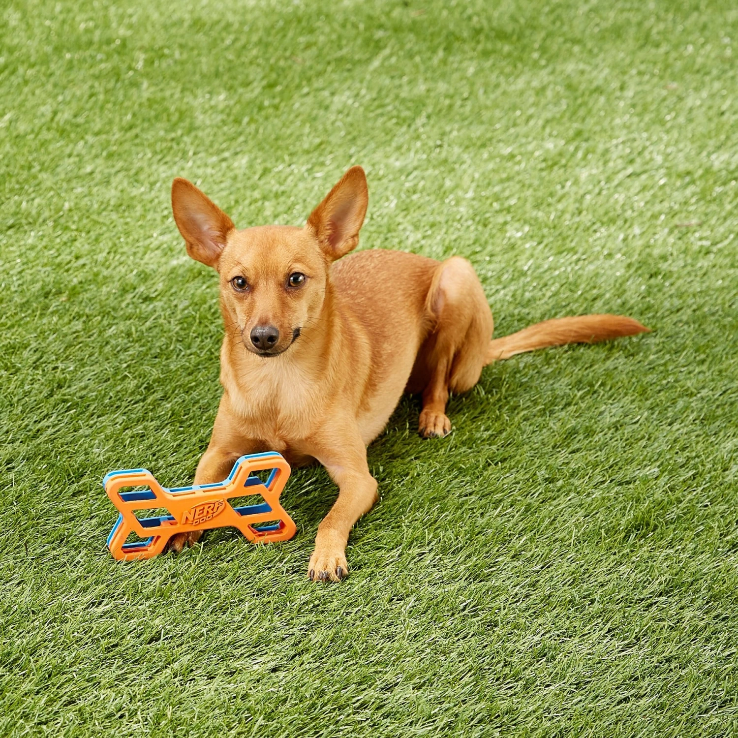 Nerf Dog EXO Treat Dispensing Bone Dog Toy 10 Nerf Dog EXO Treat Dispensing Bone Dog Toy - Image 8