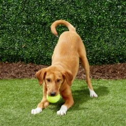 Frisco Fetch Squeaky Tennis Ball Dog Toy -Pet Dog Toys 152803 PT6. AC SS1800 V1691776652