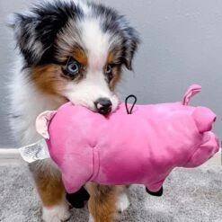 Snuggle Puppy Tender-Tuffs Plump Pink Pig Tough Squeaky Dog Toy -Pet Dog Toys 155734 PT5. AC SS1800 V1667518868