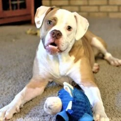 Snuggle Puppy Tender Tuffs Round Blue Cow Plush Squeaky Dog Toy, Blue -Pet Dog Toys 155739 PT4. AC SS1800 V1667517982