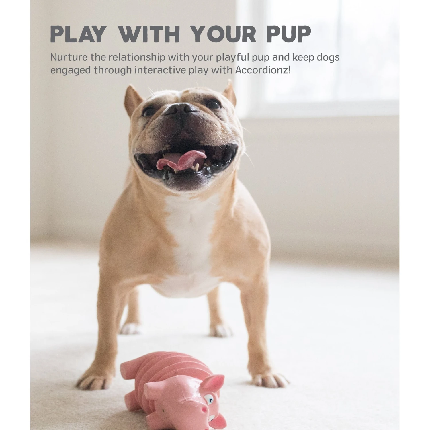 Outward Hound Accordionz Gator Stuffing-Free Squeaky Dog Toy 7 Outward Hound Accordionz Gator Stuffing-Free Squeaky Dog Toy - Image 5