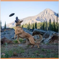 Monster K9 Dog Toys Indestructible Flying Disc Dog Toy 12 Monster K9 Dog Toys Indestructible Flying Disc Dog Toy -Pet Dog Toys 173928 PT3. AC SS1800 V1672947984