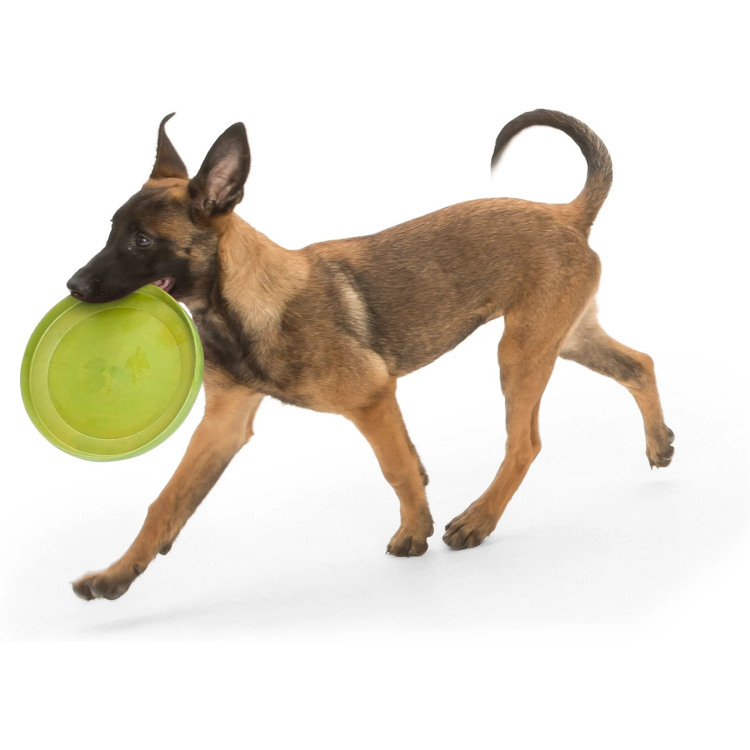 West Paw Zogoflex Glow Zisc Flying Disc Dog Toy 5 West Paw Zogoflex Glow Zisc Flying Disc Dog Toy - Image 3