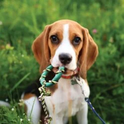 Rocket & Rex Puppy Chew Toy Variety Pack For Small To Medium Breeds -Pet Dog Toys 180484 pt5. AC SS1800 V1564597096