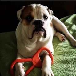 SodaPup Can Opener Tug Dog Chew Toy -Pet Dog Toys 181053 PT4. AC SS1800 V1564608152