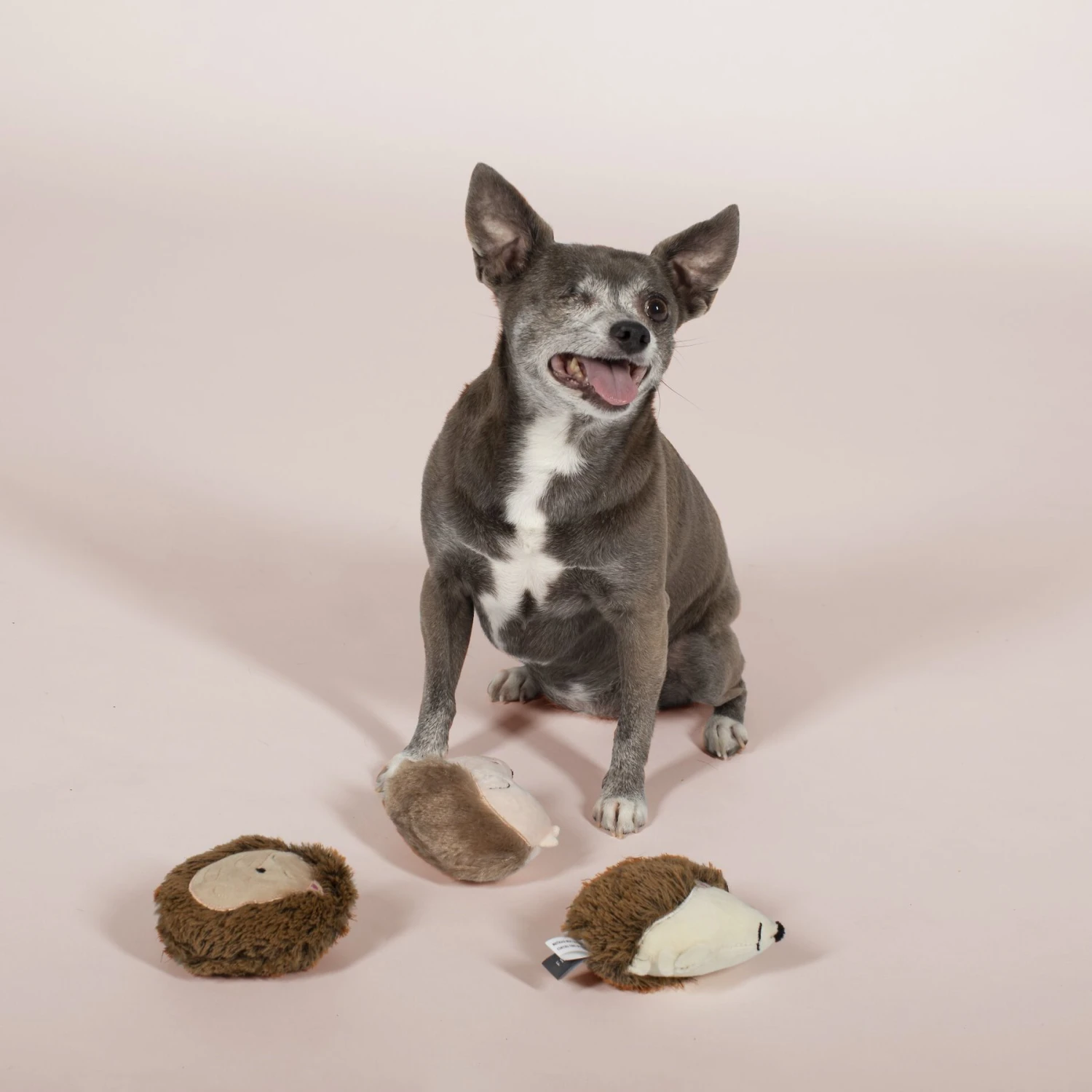 Pet Shop By Fringe Studio Hedgehogs All Day Squeaky Plush Mini Dog Toys, 3 Count 5 Pet Shop By Fringe Studio Hedgehogs All Day Squeaky Plush Mini Dog Toys, 3 Count - Image 3