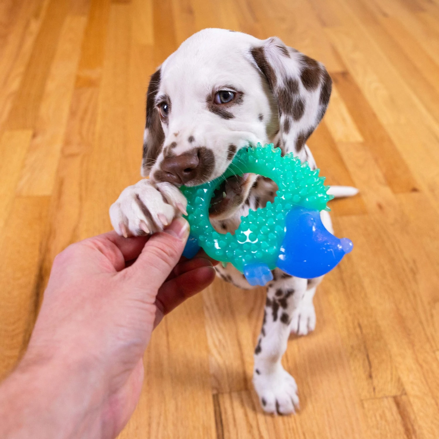 Petstages Cutie Chewies Dog Toy 8 Petstages Cutie Chewies Dog Toy - Image 6