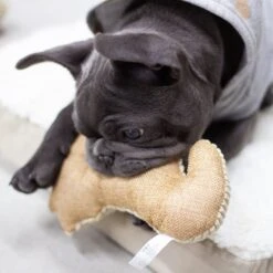 Paws & Pals Seahorse Plush Dog Toy 8 Paws & Pals Seahorse Plush Dog Toy -Pet Dog Toys 190891 PT3. AC SS1800 V1565884042