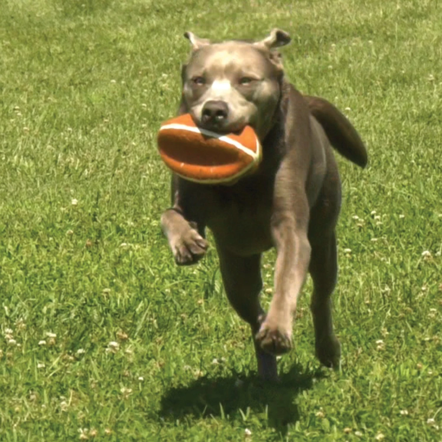 Nylabone Power Play Football Gripz Dog Toy 9 Nylabone Power Play Football Gripz Dog Toy - Image 7