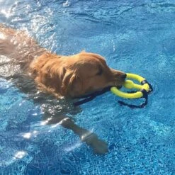 Nylabone Power Play Ring Thing Floatable Dog Toy 15 Nylabone Power Play Ring Thing Floatable Dog Toy -Pet Dog Toys 195438 PT4. AC SS1800 V1685647230