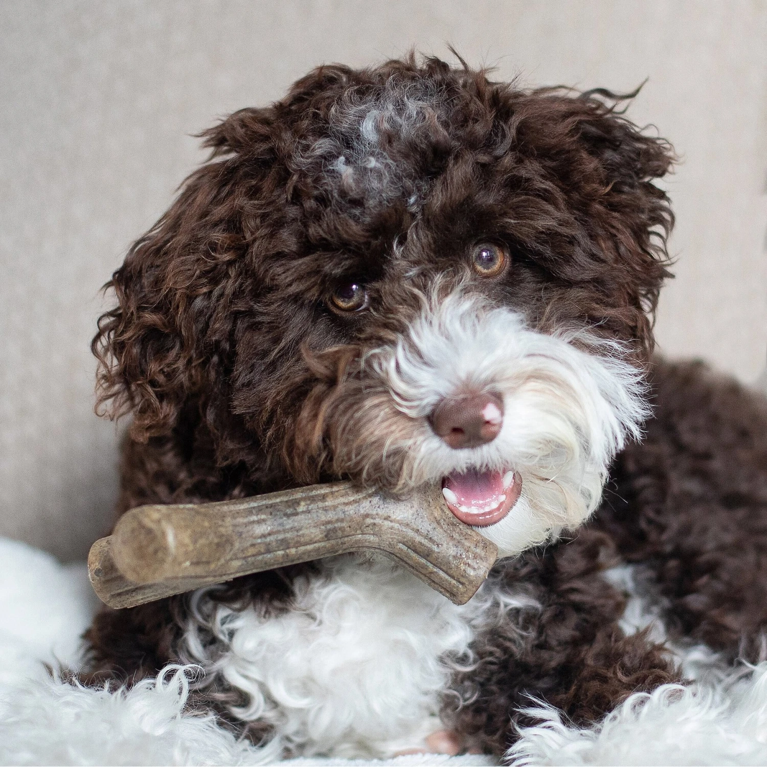 Benebone Maplestick Tough Puppy Chew Toy 4 Benebone Maplestick Tough Puppy Chew Toy - Image 2