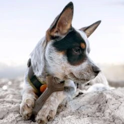 Benebone Maplestick Tough Puppy Chew Toy 12 Benebone Maplestick Tough Puppy Chew Toy -Pet Dog Toys 206953 PT4. AC SS1800 V1612407429