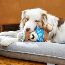 Frisco Summer Fun Plush Bear Squeaky Dog Toy 5 Frisco Summer Fun Plush Bear Squeaky Dog Toy -Pet Dog Toys 214659 PT6. AC SS1800 V1597596384