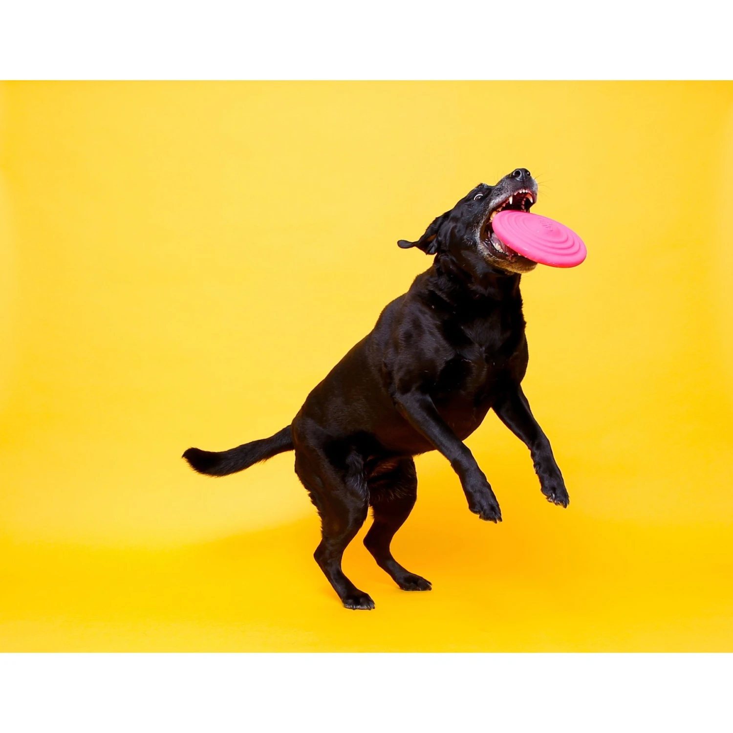 Hartz DuraPlay Disc Bacon Scented Dog Toy, Color Varies 6 Hartz DuraPlay Disc Bacon Scented Dog Toy, Color Varies - Image 4