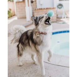 Playology Scented Squeaky Chew Ball Dog Toy 15 Playology Scented Squeaky Chew Ball Dog Toy -Pet Dog Toys 254272 PT6. AC SS1800 V1697755352