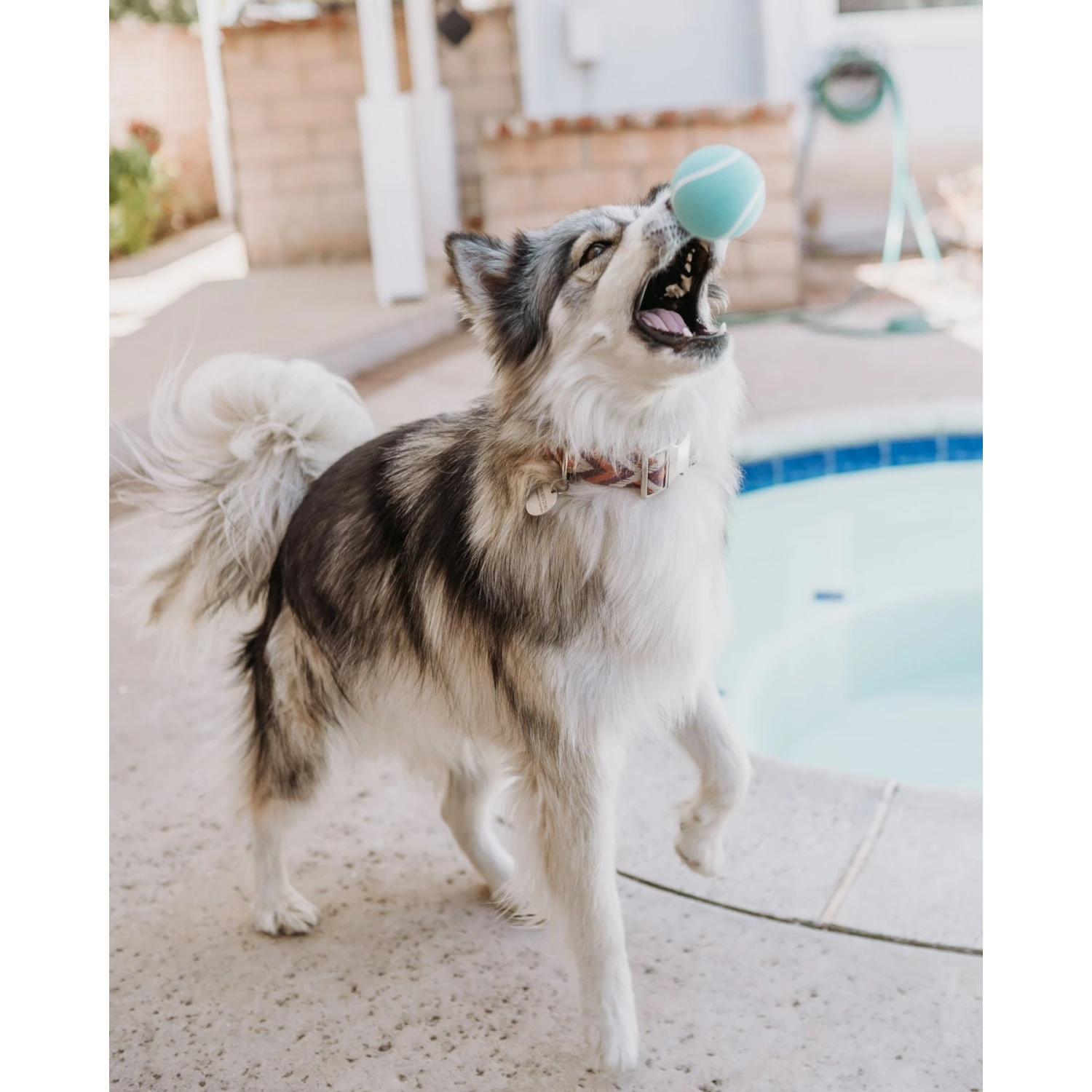 Playology Scented Squeaky Chew Ball Dog Toy 9 Playology Scented Squeaky Chew Ball Dog Toy - Image 7