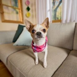 Goody Box Birthday Dog Toys & Treats, X-Small/Small -Pet Dog Toys 258999 PT4. AC SS1800 V1676045589