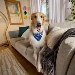 Goody Box Birthday Dog Toys & Treats -Pet Dog Toys 259001 PT4. AC SS1800 V1689886656