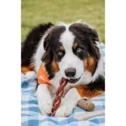 Nylabone Power Chew Alternative Braided Bully Stick Bully Dog Chew Toy 13 Nylabone Power Chew Alternative Braided Bully Stick Bully Dog Chew Toy -Pet Dog Toys 263938 PT2. AC SS1800 V1658763985
