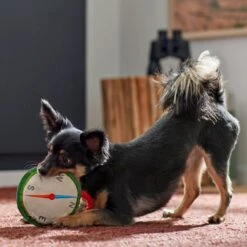 Frisco Camping Compass Plush With Rope Squeaky Dog Toy 7 Frisco Camping Compass Plush With Rope Squeaky Dog Toy -Pet Dog Toys 271020 PT3. AC SS1800 V1625008965