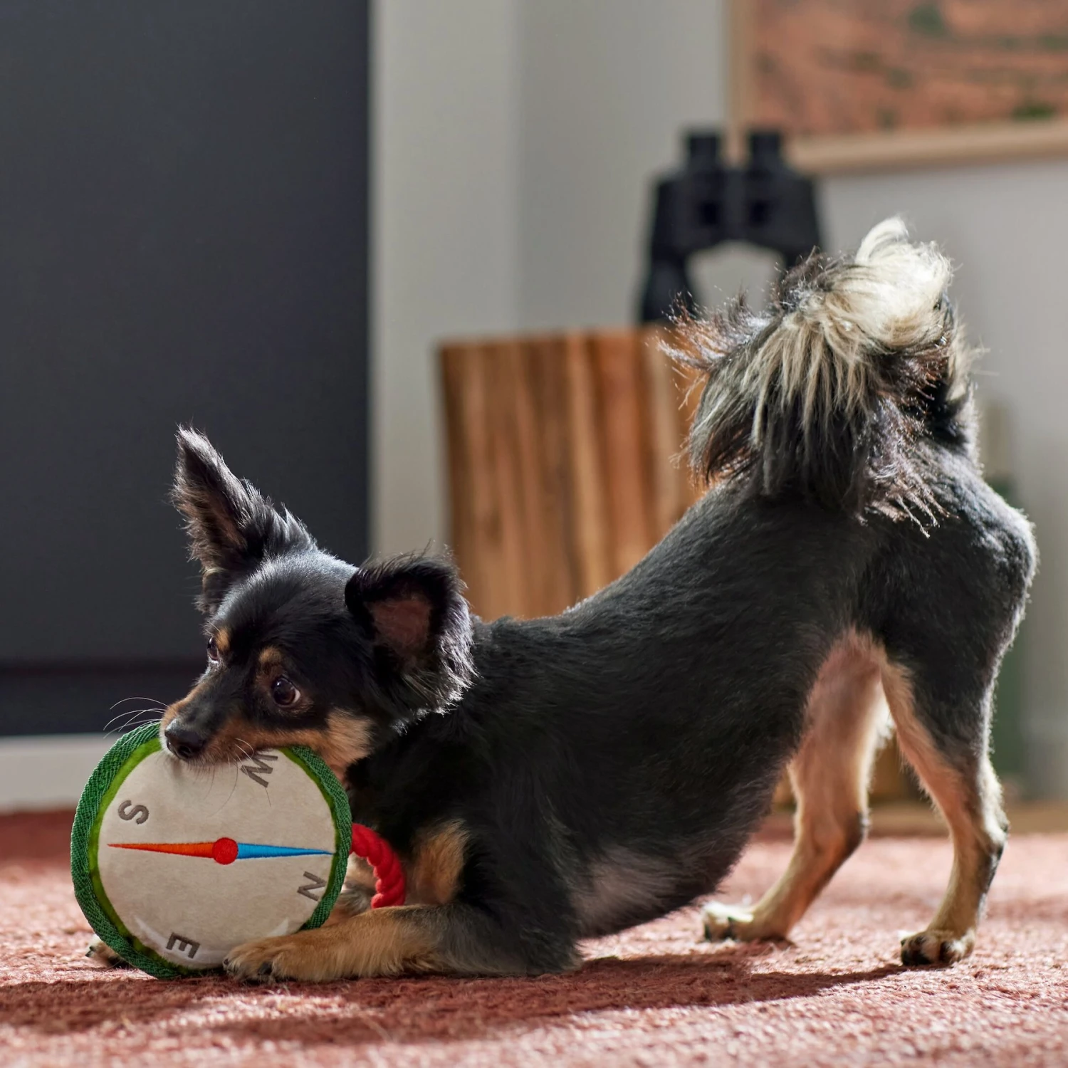 Frisco Camping Compass Plush With Rope Squeaky Dog Toy 5 Frisco Camping Compass Plush With Rope Squeaky Dog Toy - Image 3