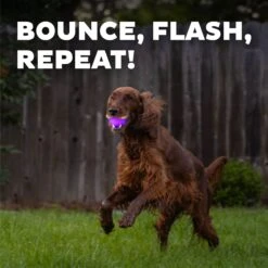 Planet Dog Orbee-Tuff Strobe Ball Light Up LED Dog Toy -Pet Dog Toys 281727 PT3. AC SS1800 V1646778443