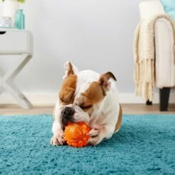 Frisco Fetch Squeaky TPR Ball Dog Toy & Bones & Chews Pig Ear Chews Dog Treats -Pet Dog Toys 297964 PT3. AC SS1800 V1623252759