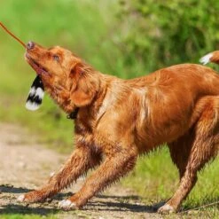 Outward Hound Tail Teaser With Refill Dog & Cat Teaser Toy & Wellness Soft Puppy Bites Lamb & Salmon Recipe Grain-Free Natural Dog Treats -Pet Dog Toys 298374 PT3. AC SS1800 V1623193341