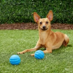 Frisco Neoprene Dog Life Jacket & Frisco Foam Rubber Floating Fetch Ball No Squeak Dog Toy -Pet Dog Toys 303480 PT7. AC SS1800 V1623064950