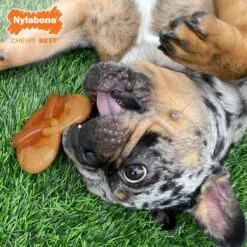 Nylabone Power Chew Pretzel Dog Toy Bacon & Peanut Butter -Pet Dog Toys 304157 PT1. AC SS1800 V1679679336