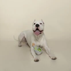 Pet Shop By Fringe Studio Pawtron Tequila Plush Dog Toy -Pet Dog Toys 306613 PT2. AC SS1800 V1623281876