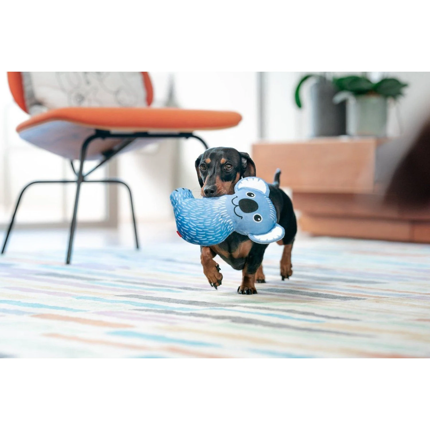 Red Dingo DURABLES Kim The Koala Squeaky Soft Dog Toy 5 Red Dingo DURABLES Kim The Koala Squeaky Soft Dog Toy - Image 3