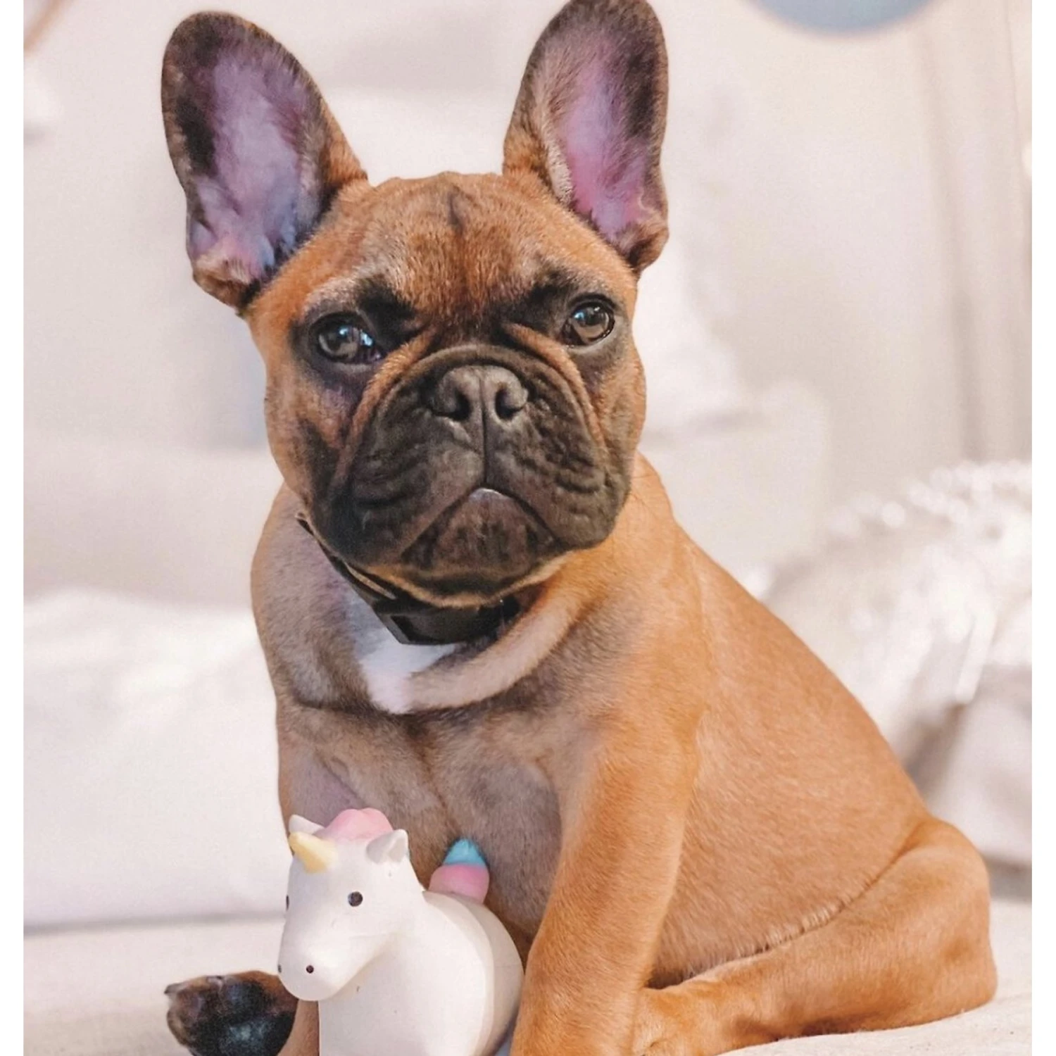 Rocket & Rex Oh My! Unicorn Stuffing-Free Squeaky Plush Dog Chew Toy Set, 3 Count 5 Rocket & Rex Oh My! Unicorn Stuffing-Free Squeaky Plush Dog Chew Toy Set, 3 Count - Image 3